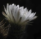 Succulents, Cactus & Other Spiny Plants