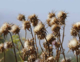 Wild Artichoke