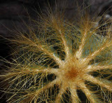 Succulents, Cactus & Other Spiny Plants