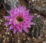 Succulents, Cactus & Other Spiny Plants
