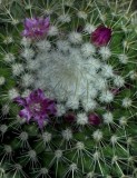 Succulents, Cactus & Other Spiny Plants