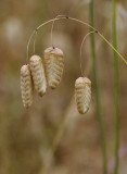 Rattlesnake Grass