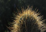 Succulents, Cactus & Other Spiny Plants