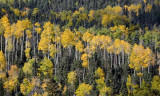 Octobers Aspen Above Taos
