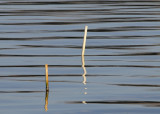 High Tide