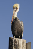 The Brown Pelican