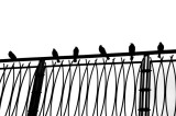 Blackbirds on a Fence