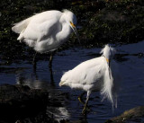 Elegant Egrets