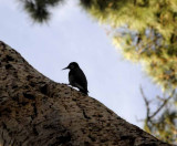 Acorn Woodpecker