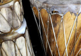 Elk Skin Drums