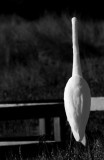 Great Anerican Egret