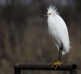 Snowy Egret in the Wind