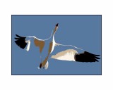 Snow Goose