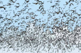 Blast Off of Snow Geese