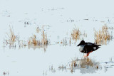 Sulking Shoveler