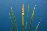 My Favorite Pond