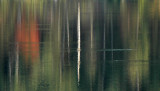 Lone Birch Reflection
