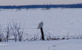 Late Afternoon Snowy