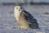 Snowy Owl