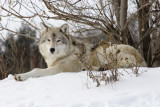 Repose - Arctic Wolf