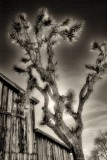 Joshua Tree; Yucca Valley
