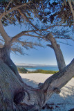 Beach Cypresses