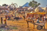 A Scene from the Pushkar Camel Fair