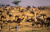 Camel Fair