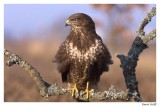 Buse variable