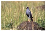 Aigle de Gabart.