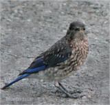 Baby Bluebird - Male