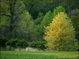 Spring Time Greens