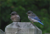 Bluebird Sister and Brother