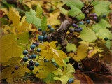 Blue Berries of Autumn