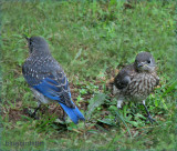 Baby Bluebirds