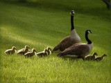 Goslings - Canada Geese
