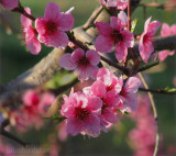 Peach Blossom Sundae