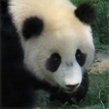 Young Panda