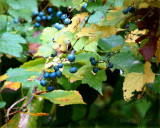 Autumn Berries