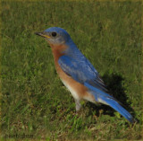 Bluebird Star