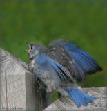 Baby Bluebird Male