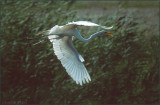 Flight of the Egret