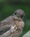 Baby Bluebird