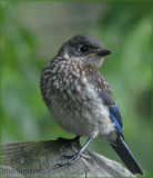 Baby Bluebird - Male