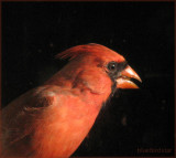 Cardinal - Male