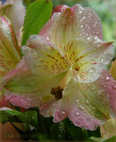 Alstromeria Lily