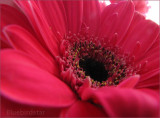 Gerbera