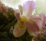 Orchid