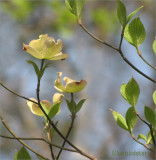 Dogwood Blossoms