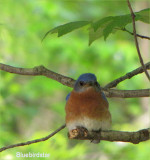 Bluebird Male